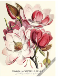 Magnolias Greeting Card